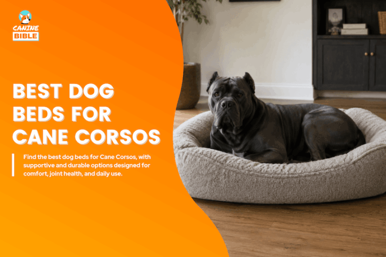 Best Dog Beds for Cane Corsos