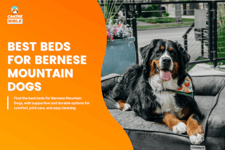 Best Dog Beds for Bernese Mountain Dogs