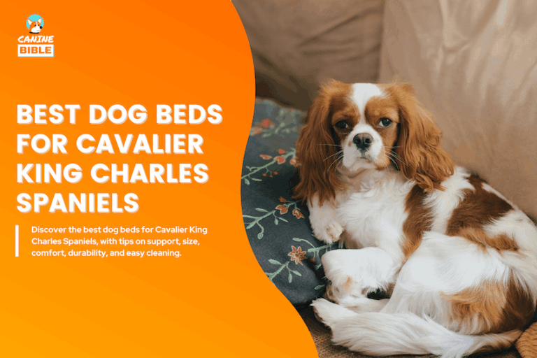 Best Dog Beds for Cavalier King Charles Spaniel