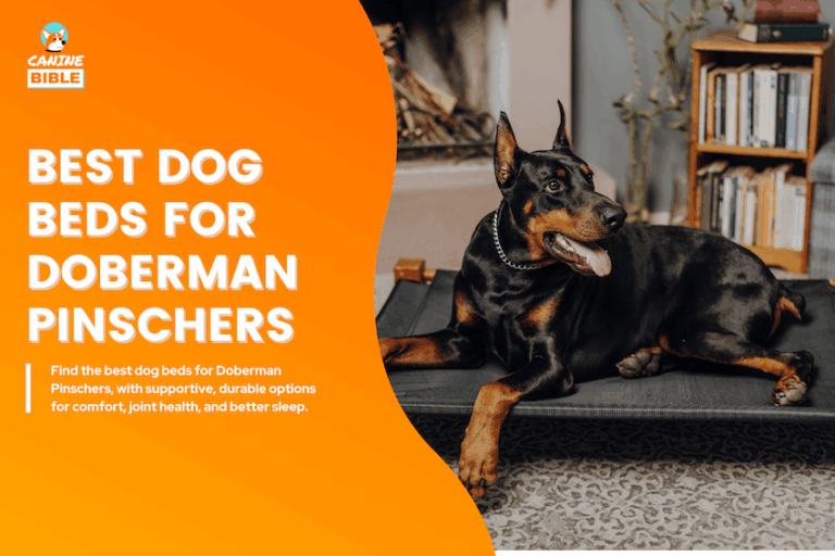 Best Dog Beds for Doberman Pinschers
