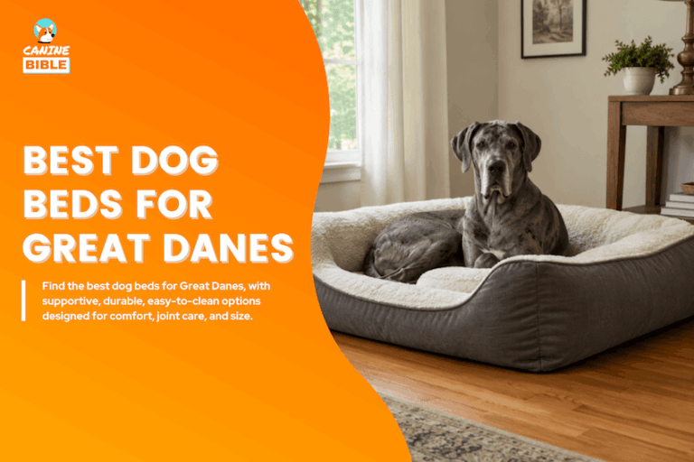 Best Dog Beds for Great Danes