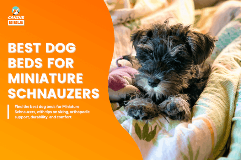 Best Dog Beds for Miniature Schnauzers