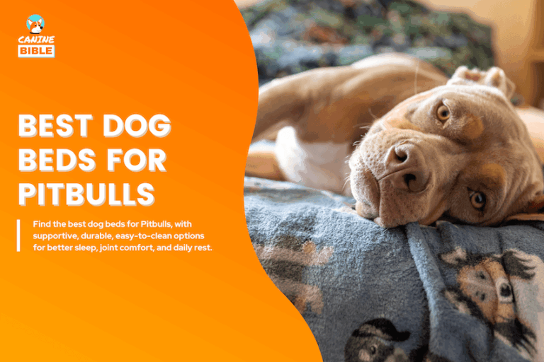 best dog beds for pitbulls