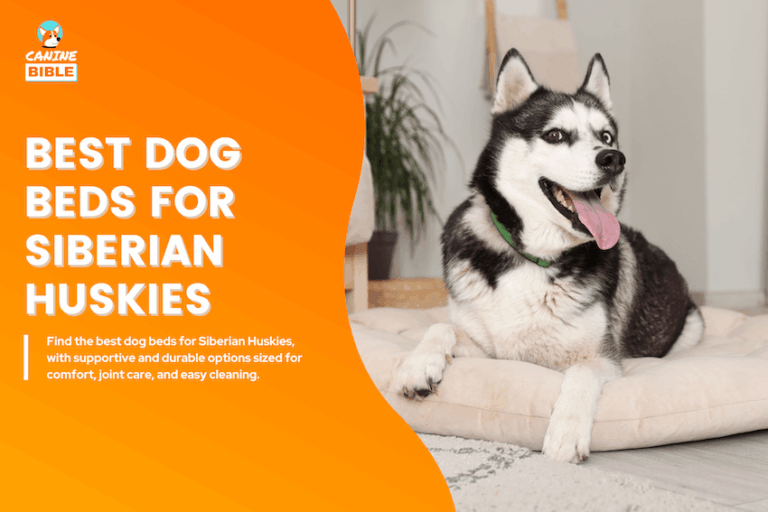 Best Dog Beds for Siberian Husky