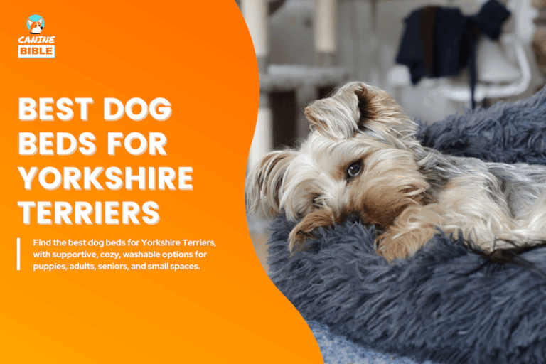 Best Dog Beds for Yorkshire Terriers