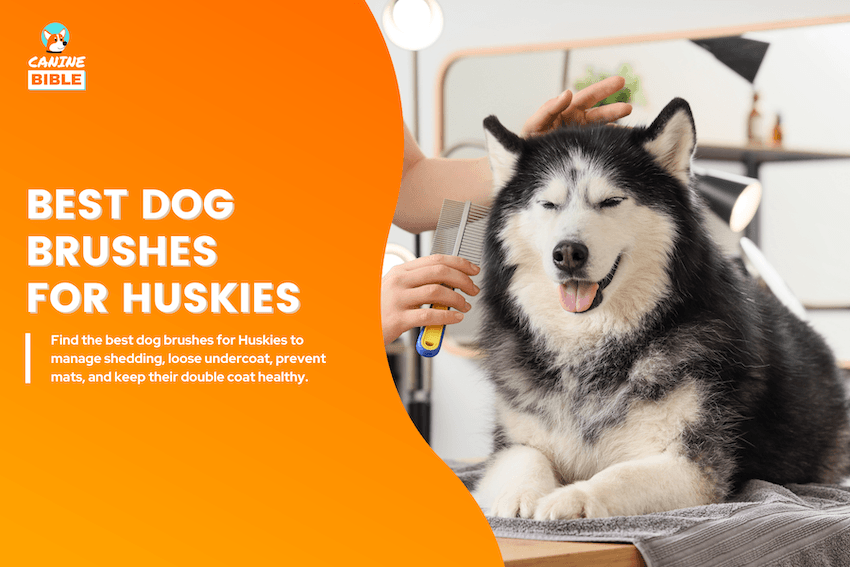 best dog brush for husky