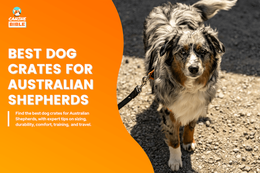 Best Dog Crates for Australian Shepherds