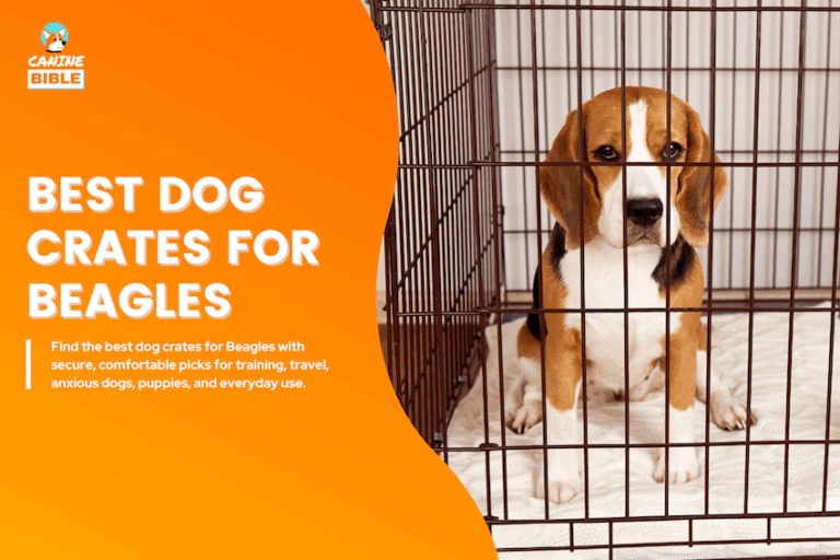 Best Dog Crates for Beagles