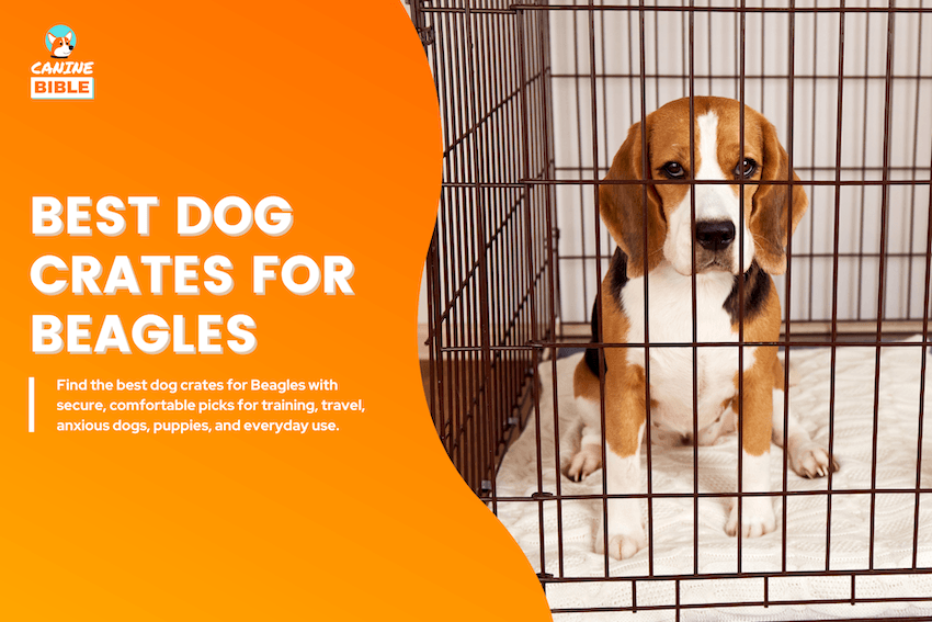 Best Dog Crates for Beagles