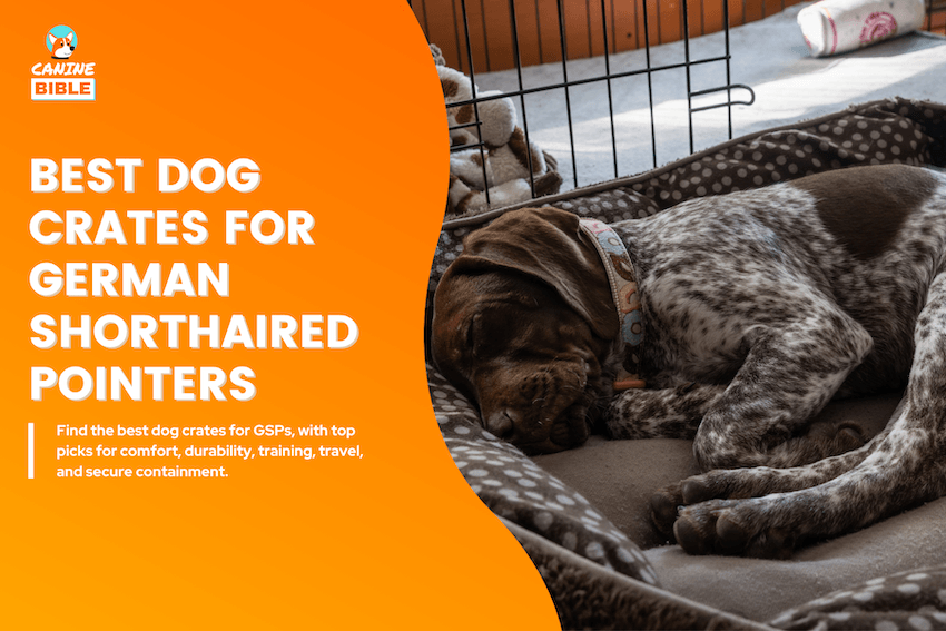 Best Dog Crates for German Shorthaired Pointers