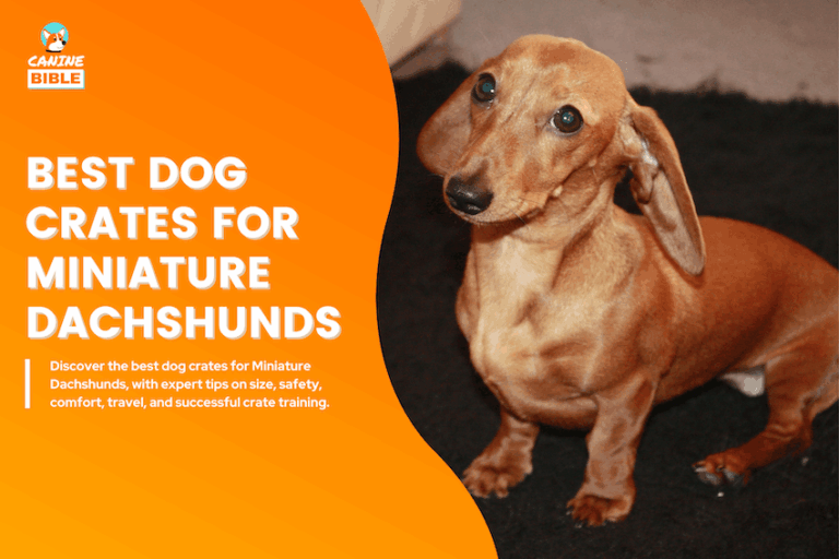 Best Dog Crates for Miniature Dachshund