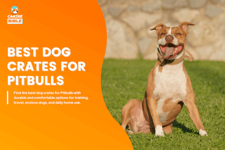 Best Dog Crates for Pitbulls