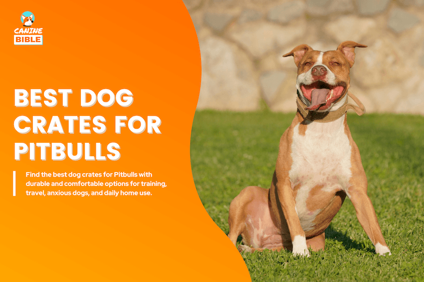 Best Dog Crates for Pitbulls