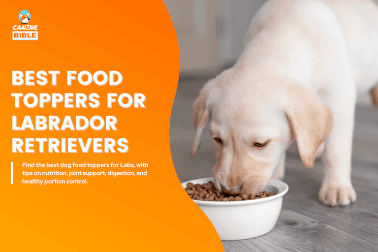 Best Dog Food Toppers for Labrador Retrievers