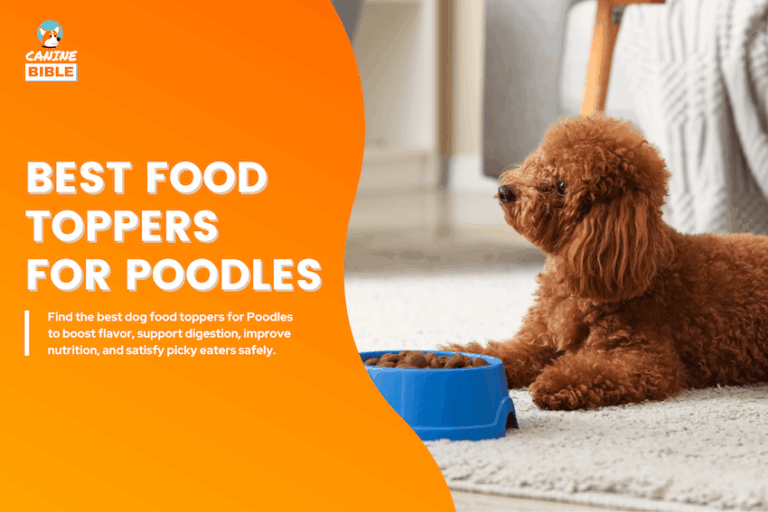 Best Dog Food Toppers for Poodles