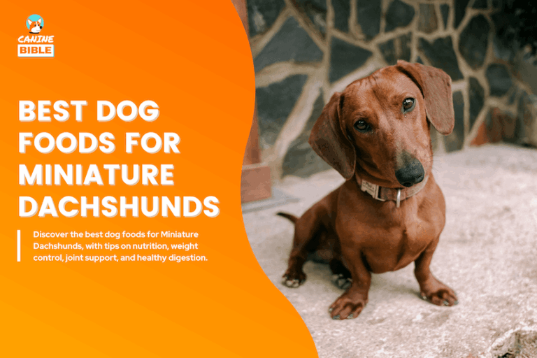 Best Dog Foods for Miniature Dachshunds