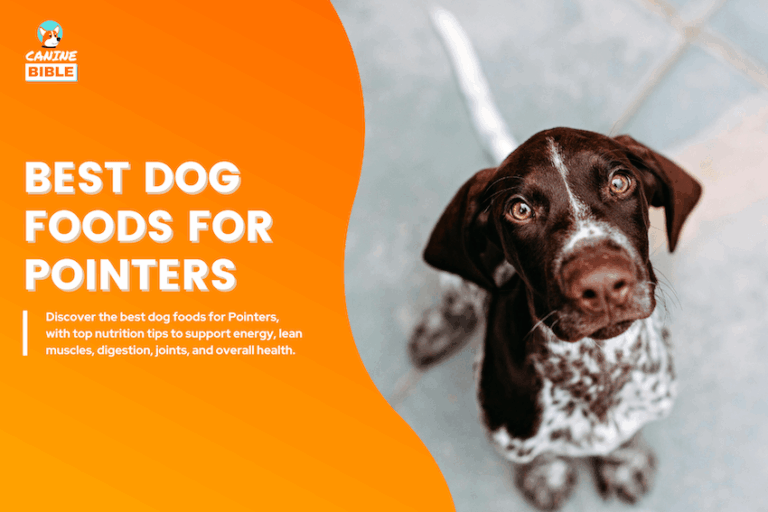 best dog food for pointers