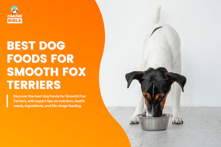 best dog foods for smooth fox terriers