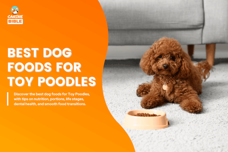 Best dog foods for Toy Poodles