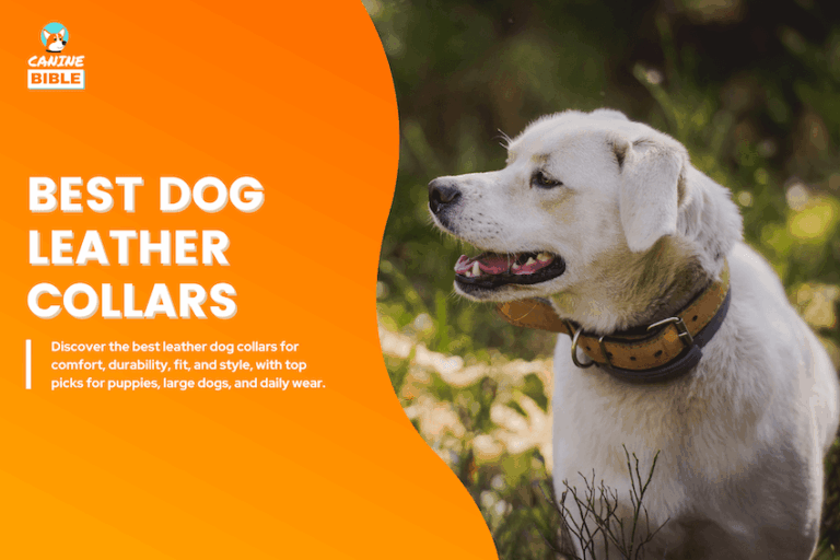 Best Dog Leather Collars