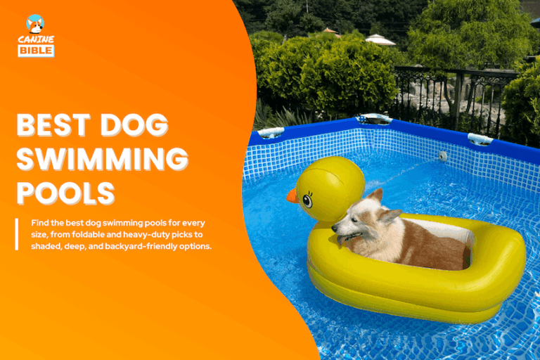 Best Dog Swimming Pools