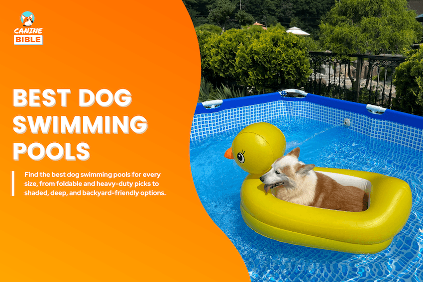 Best Dog Swimming Pools