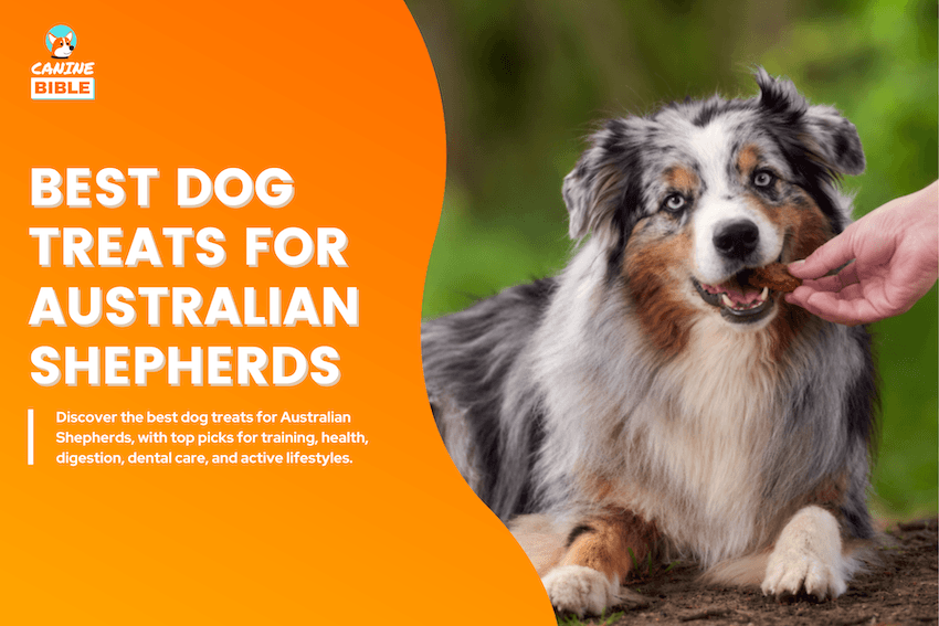 Best Dog Treats for Australian Shepherds