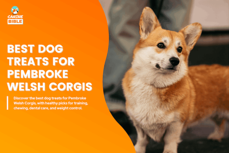Best Dog Treats for Pembroke Welsh Corgis