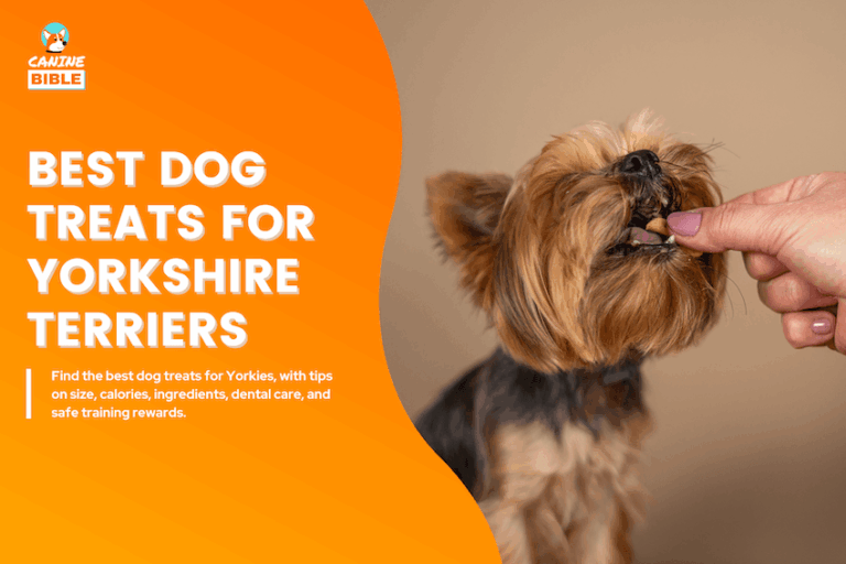 Best Dog Treats for Yorkshire Terriers