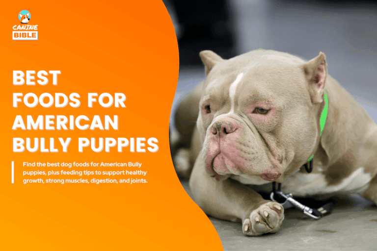 best foods for american bully puppies