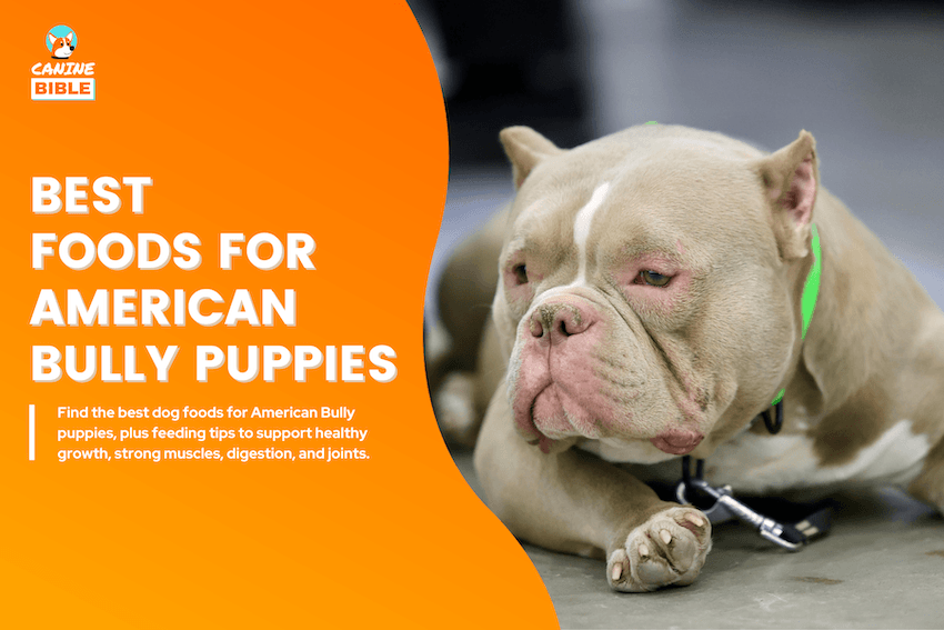 best foods for american bully puppies
