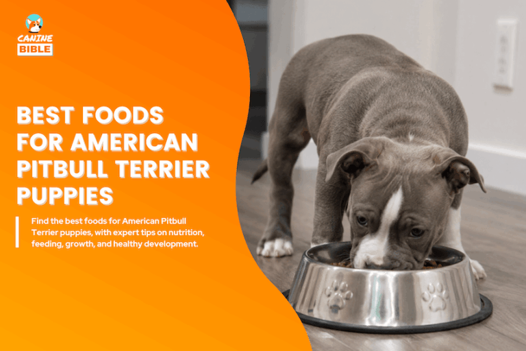 Best Foods for American Pitbull Terrier Puppies
