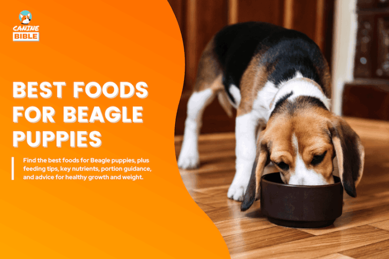 Best Foods for Beagle Puppies
