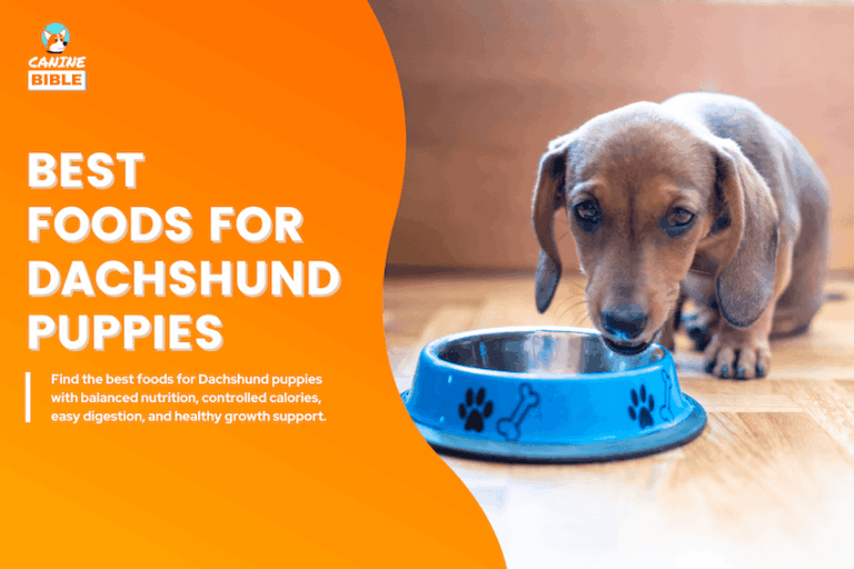 Best Foods for Dachshund Puppies