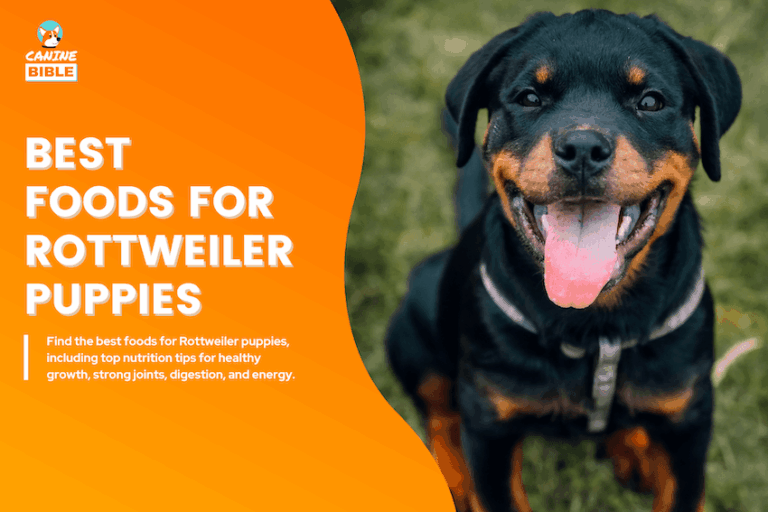 Best Foods for Rottweiler Puppies
