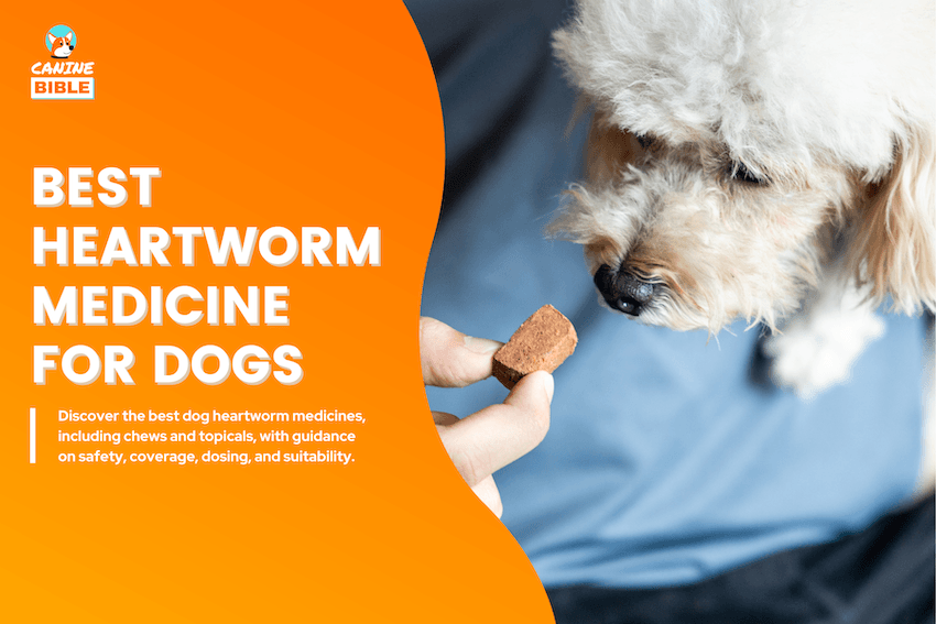 Best Heartworm Medicine for Dogs
