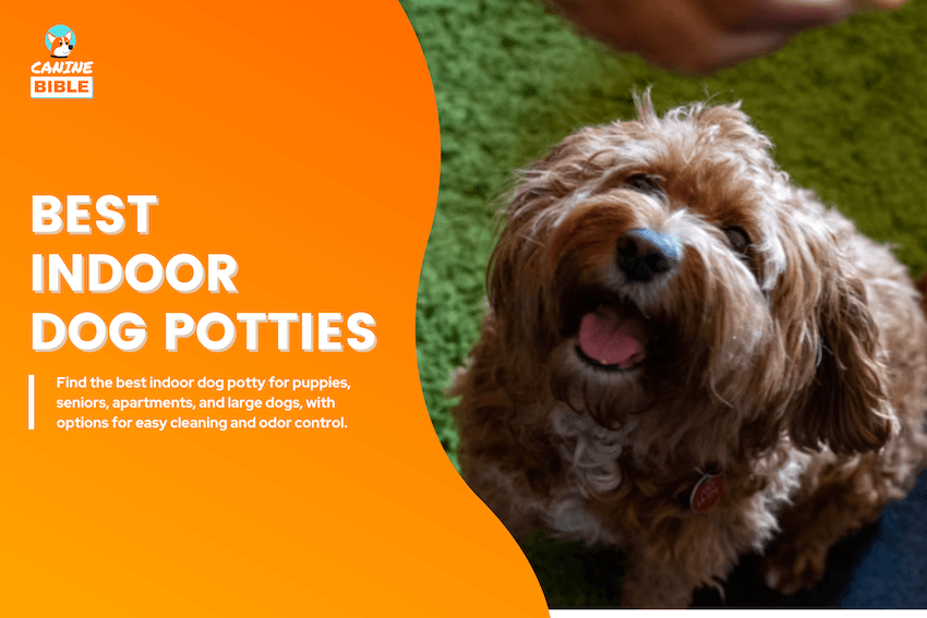 Best Indoor Dog Potty