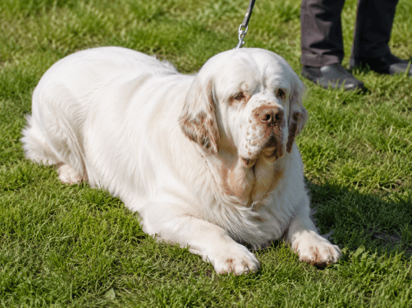 Clumber Spaniel garden