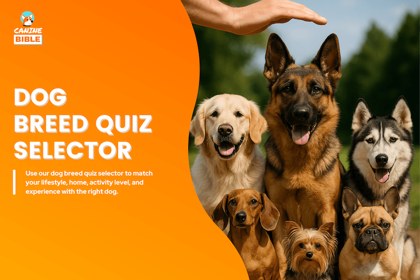 dog breed quiz selector