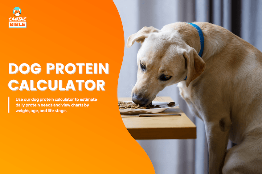 Dog Protein Calculator