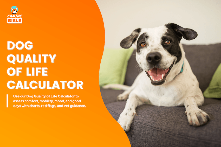Dog Quality of Life Calculator