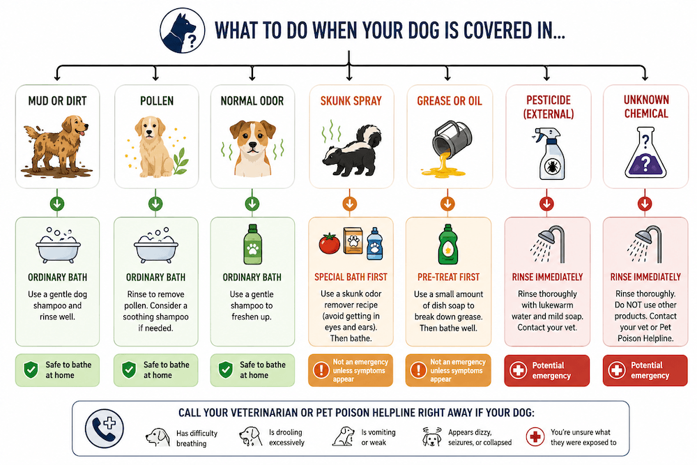 Dog bathing emergency decision guide
