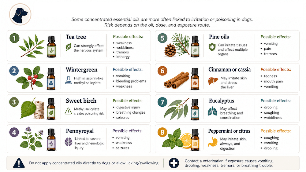 Essential oils risks for dogs