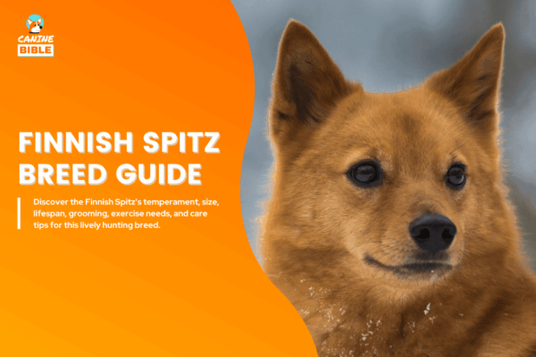 Finnish Spitz Dog