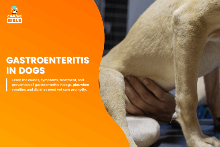 Gastroenteritis in dogs
