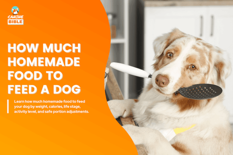 How Much Homemade Dog Food to Feed