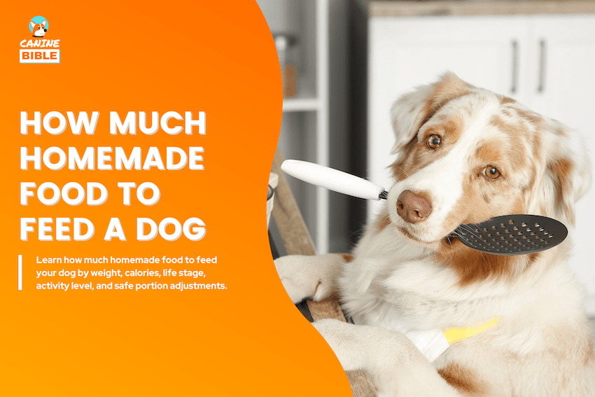 How Much Homemade Dog Food to Feed