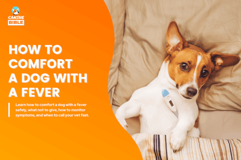 How to Comfort a Dog With a Fever