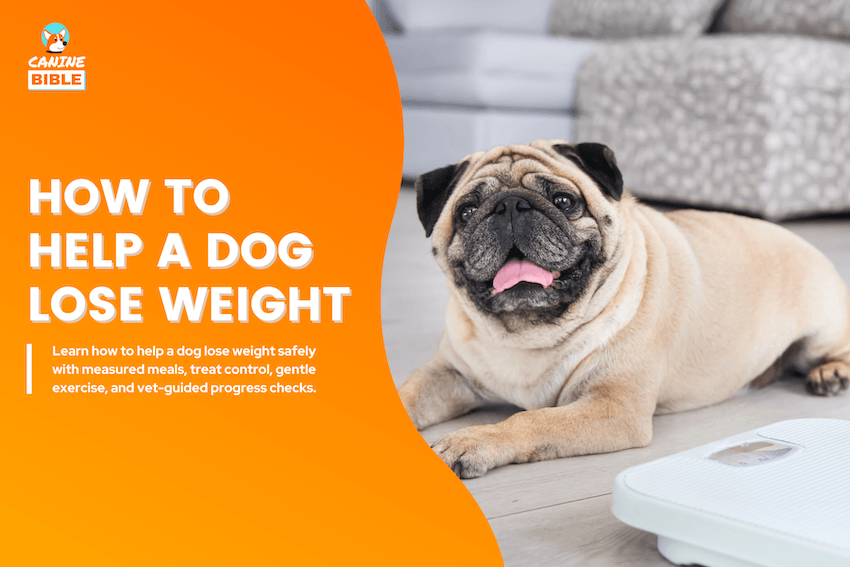 How to Help a Dog Lose Weight
