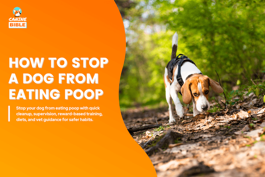 How to Stop a Dog From Eating Poop